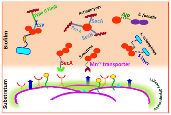 Oral biofilms and plaque control