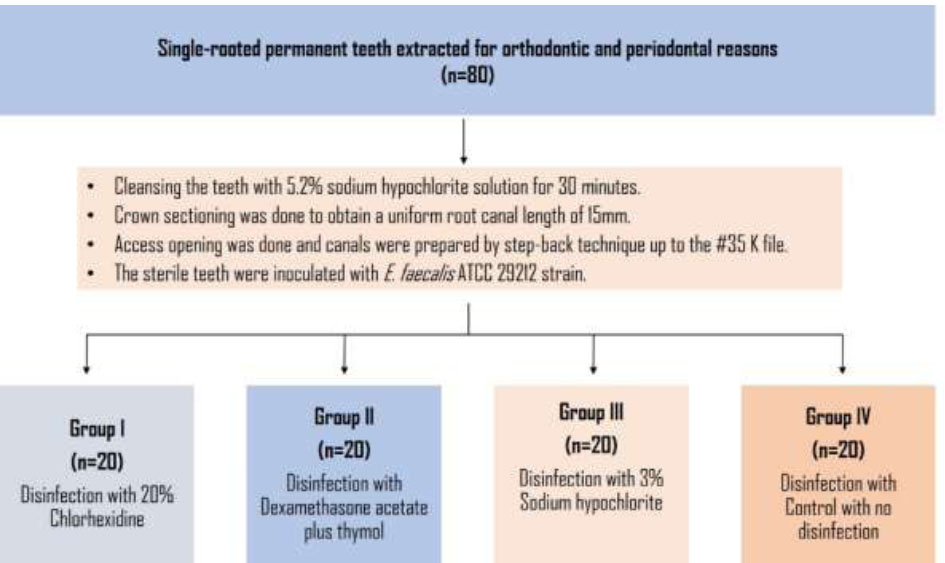 Comparative Evaluation of the Antimicrobial Efficacy of 20% Chlorhexidine, 3% Sodium Hypochlorite, and Dexamethasone Acetate with Thymol as a Root Canal Disinfectant against : An In-Vitro Feasibility Study