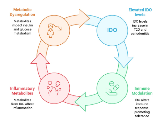 The Potential Role of Indoleamine 2,3 Dioxygenase in the Pathogenesis of Type 2 Diabetes and Periodontitis
